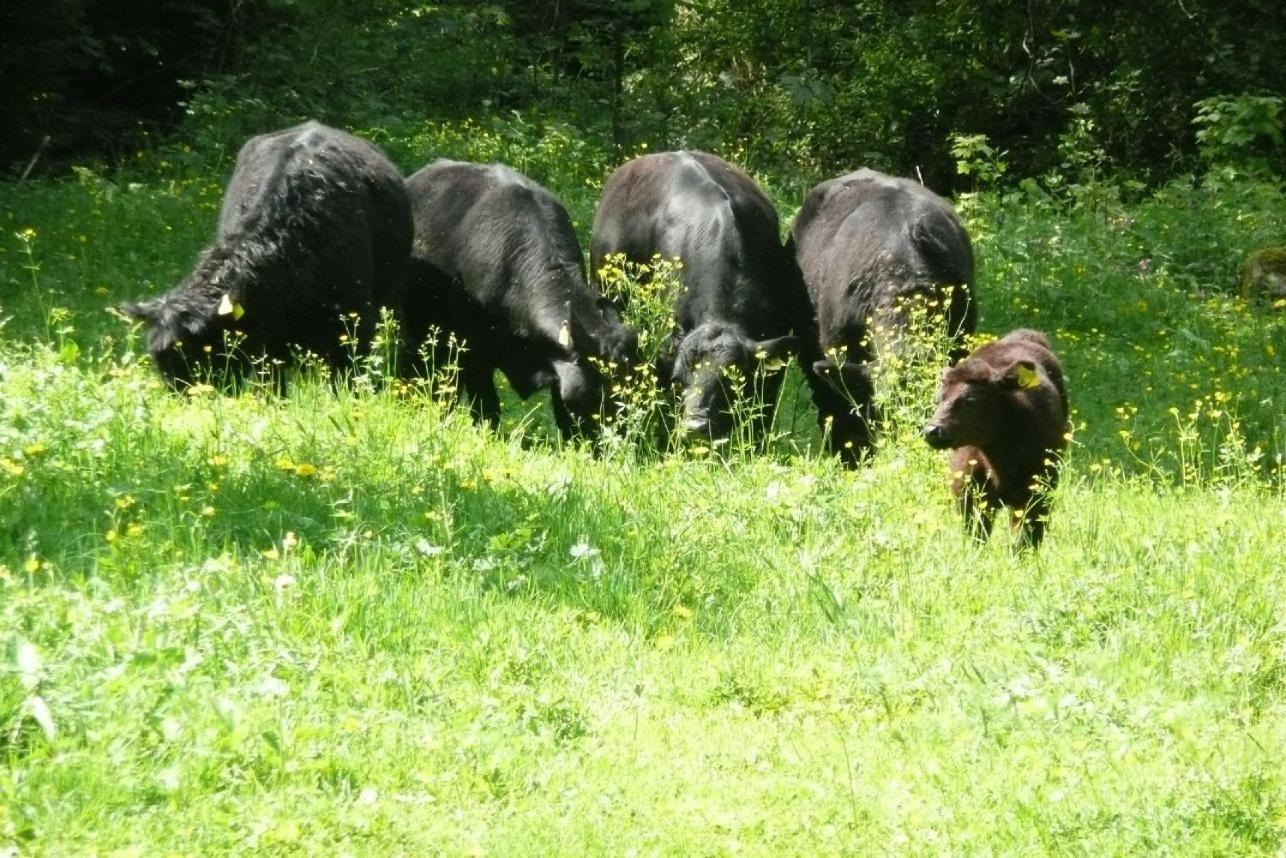 Landhotel Untere Kapfenhardter Muehle Unterreichenbach Zewnętrze zdjęcie